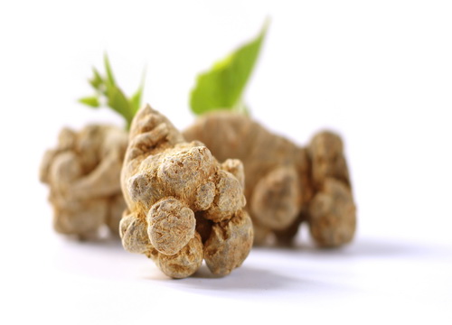 云南三七预防病