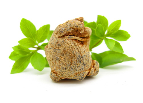 文山三七 文山三七