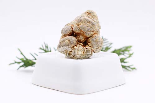 卵巢囊肿可以用三七改善一下